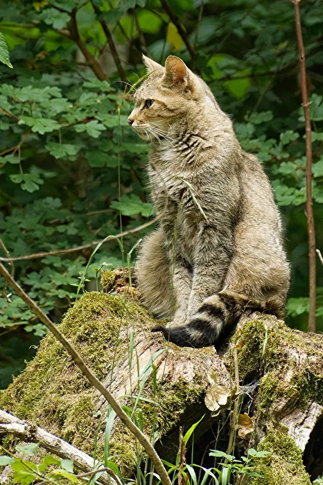Wildcat