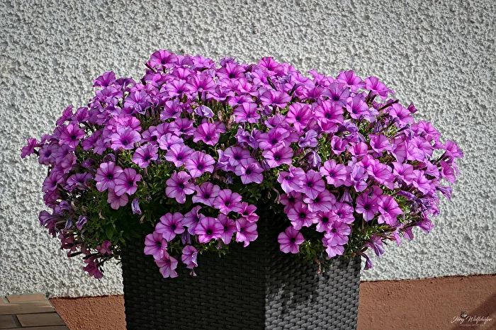 Flowerpot