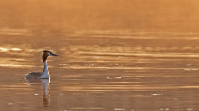 Am frühen Morgen über den See