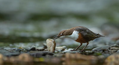 Die Wasseramsel
