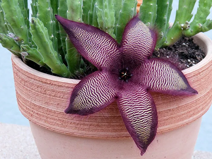 Stapelia