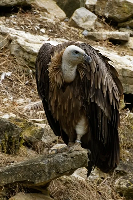 Griffon Vulture