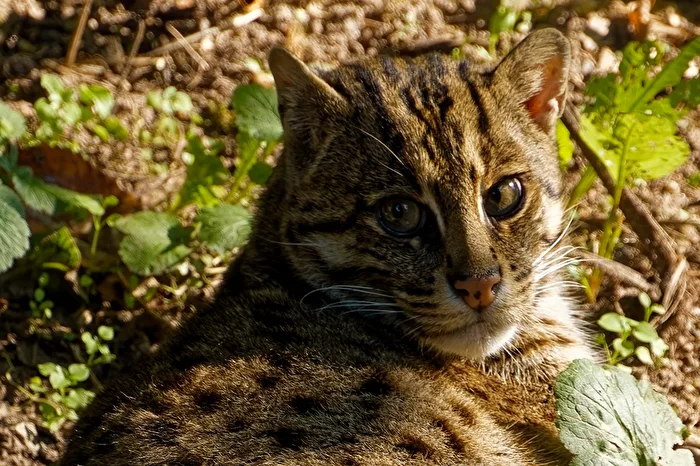 Fishing Cat