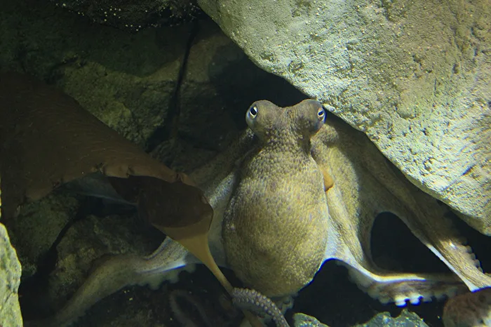 Der Blick des Kraken....