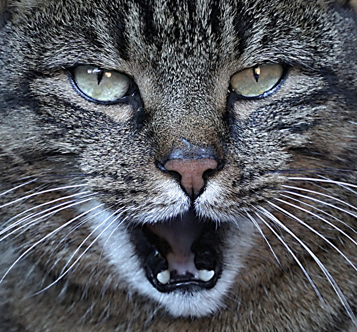 gut gebrüllt "Löwe"