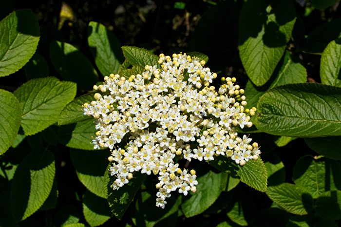 Hollunderblüte