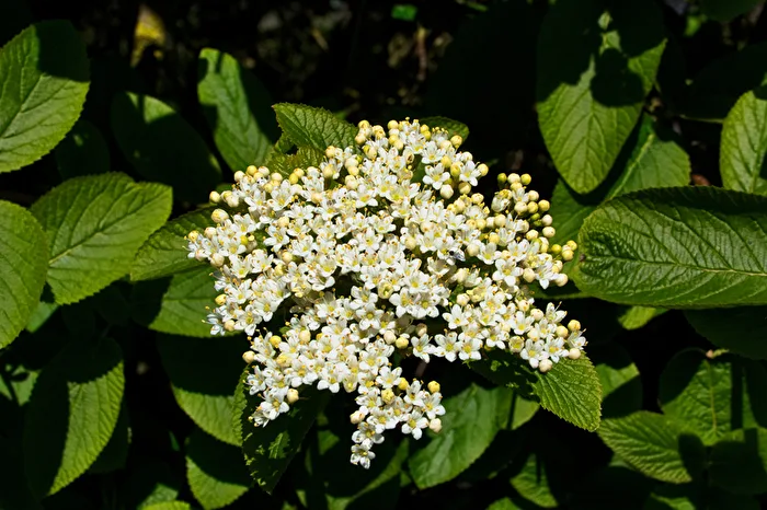 Hollunderblüte