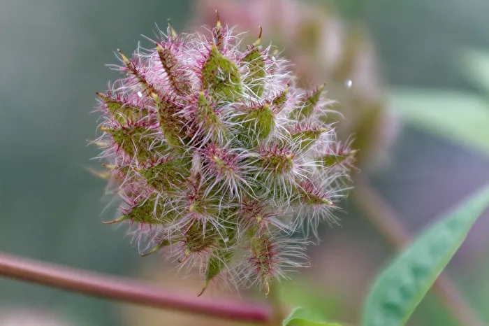 Fleur