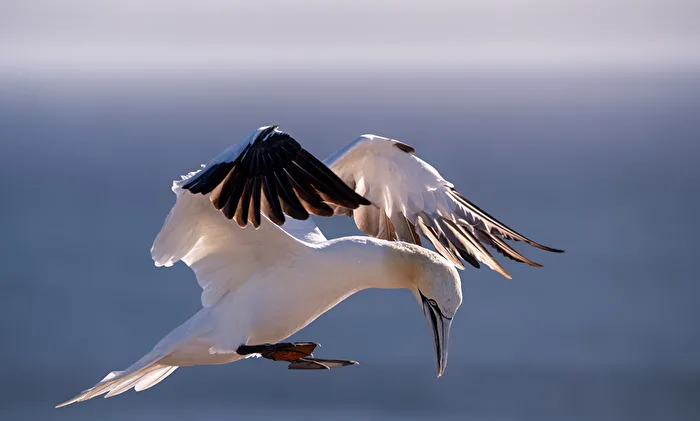 Basstölpel auf Helgoland