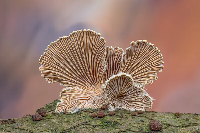 "Vorfreude....ist doch die Schönste.....VI."