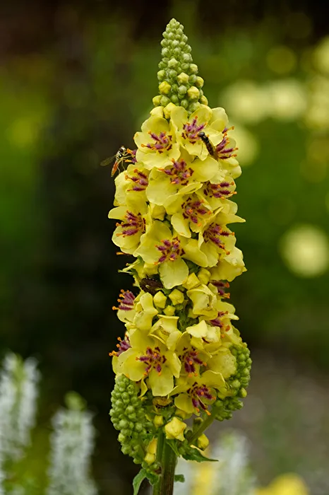 Blüten