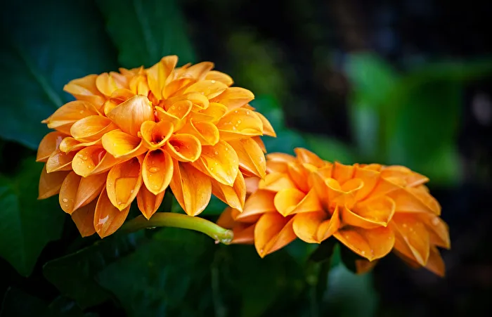 Dahlien...
