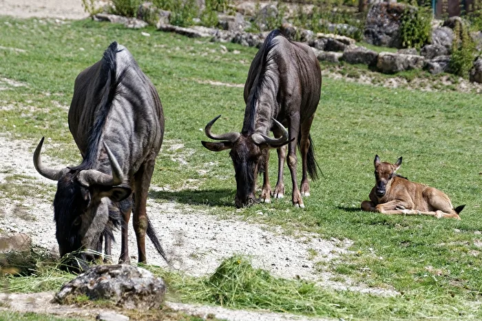 Stripes gnu's