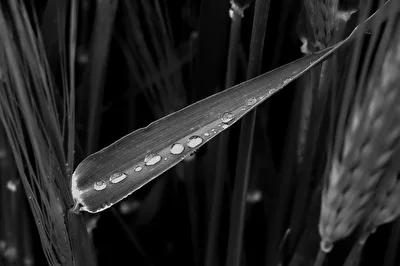 Drops