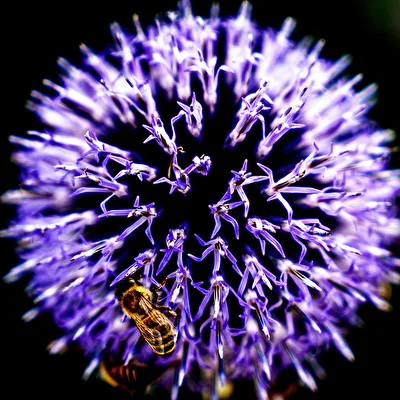 Allium giganteum