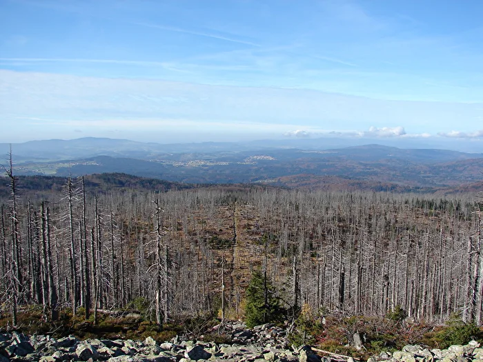 Lusen 2006