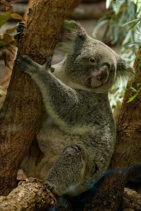Koala