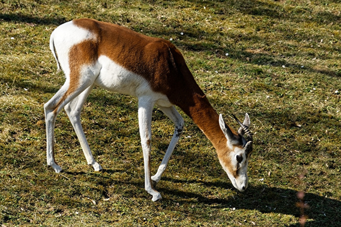 Mhorrgazelle