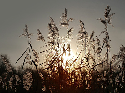 Aller Tage Abend