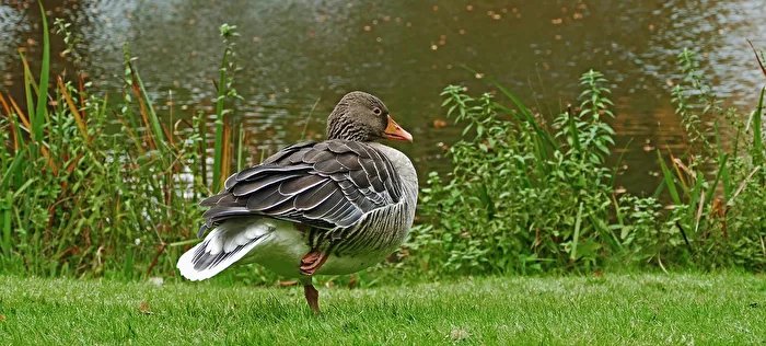 Greylag Goose