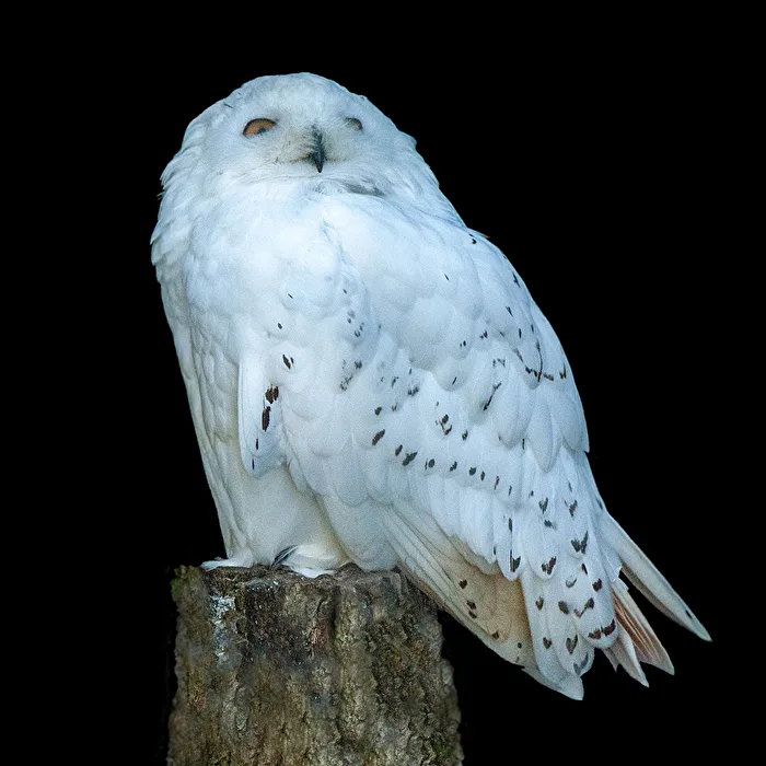 Snowy Owl