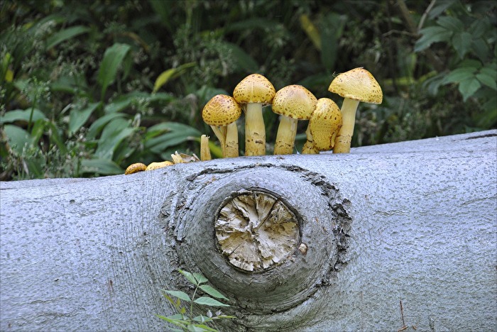 Pilze