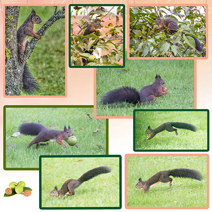 Thieving Squirrel in Walnut Frenzy