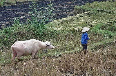 Asien - bäuerliches Vietnam am Sông Hồng
