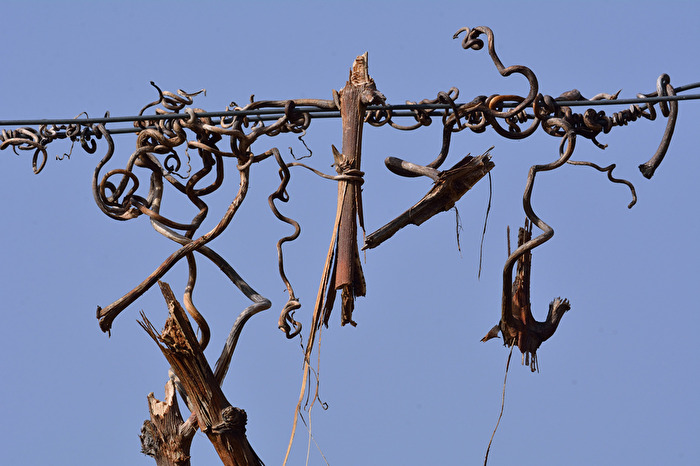 Was vom Wein(-stock) bleibt