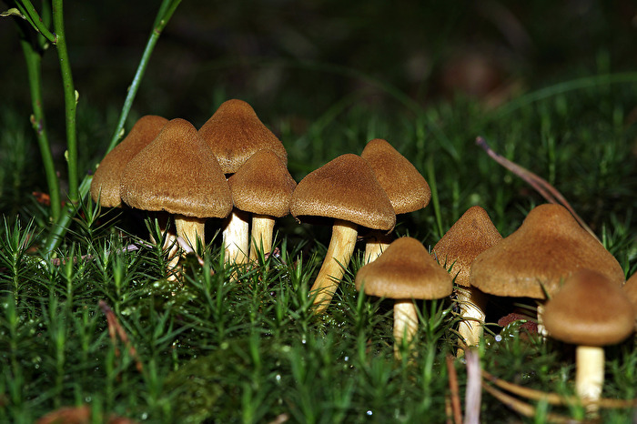 Spitzgebuckelter Raukopf