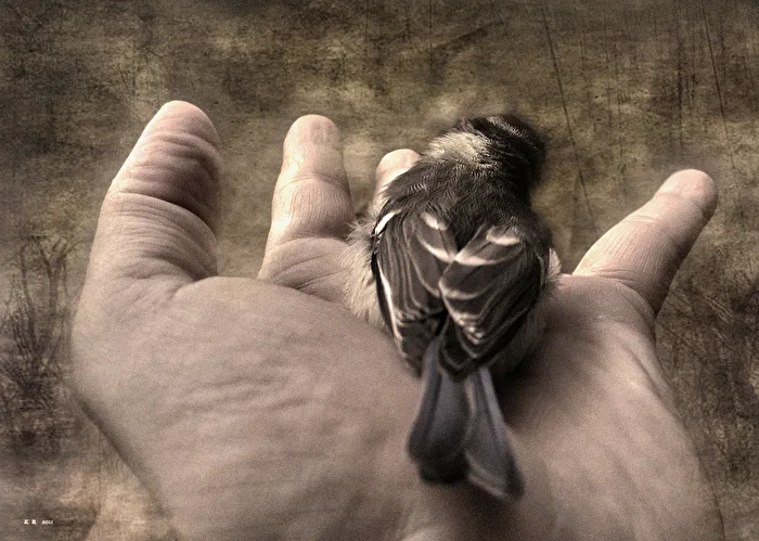 der Spatz in der Hand ...