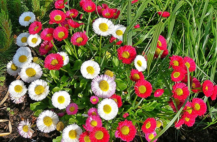 Bellies,die bunten Verwandten der Gänseblümchen