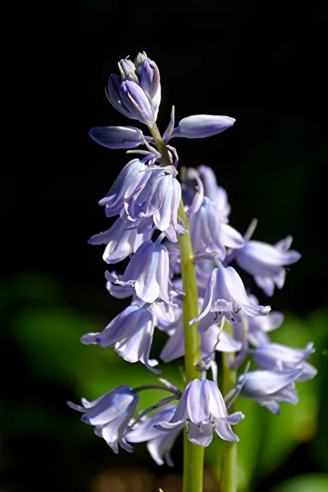 Blüten