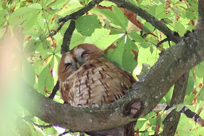 Owl in the Chestnut Tree
