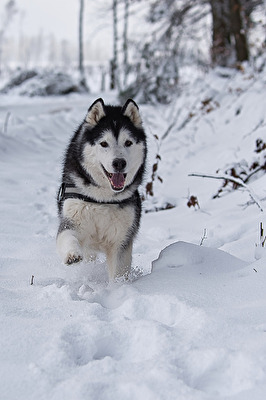 Alaskan Malamute Husky