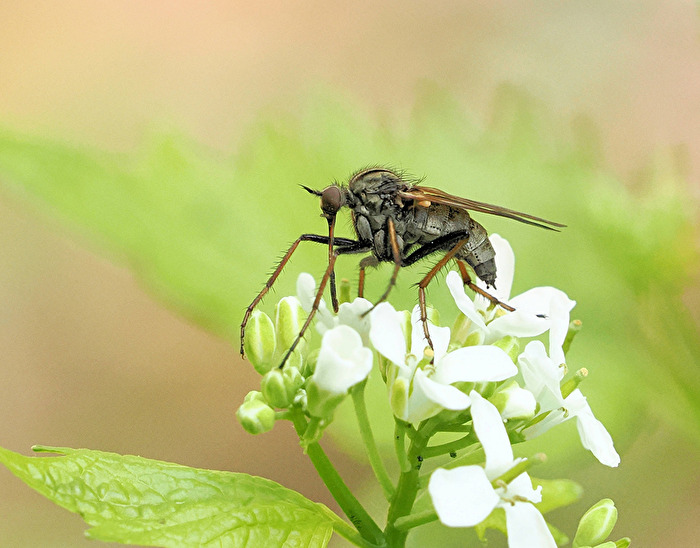 Gewürfelte Tanzfliege (Empis tesselata)