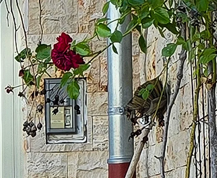 Rosenklingel