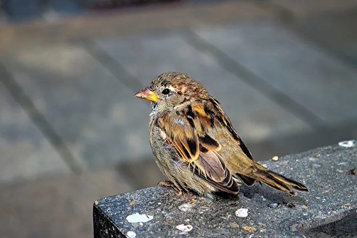 Ein Spatz