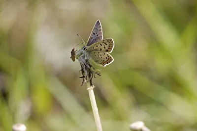 Gemeinsam