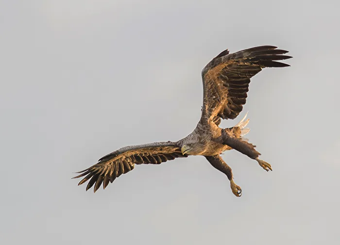 Sea eagle in flight