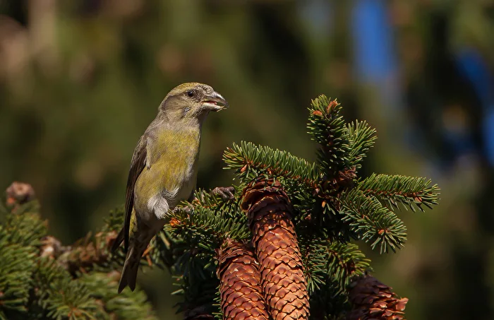 kreuzschnabel weibchen