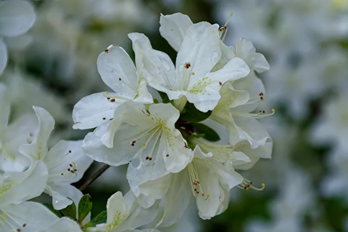Rhododendron