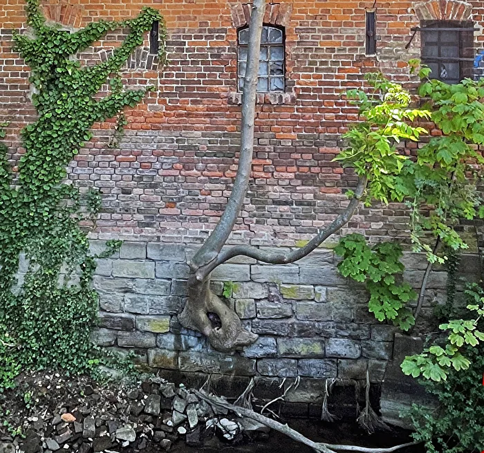 aus der Wand wächst der Baum…
