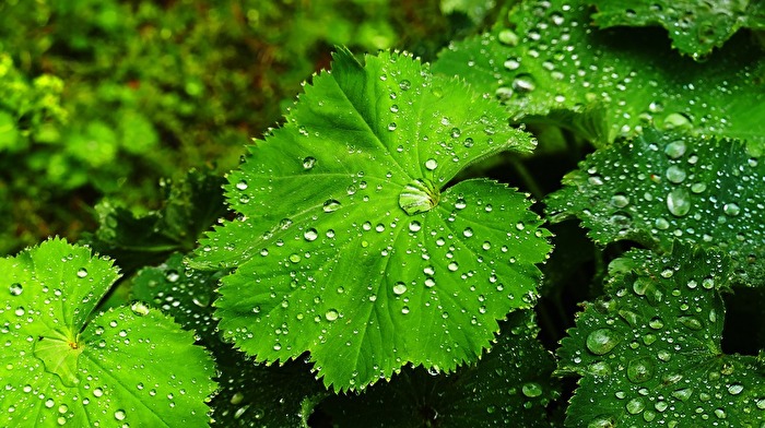 Nach dem Regenschauer