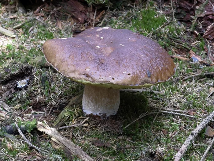 Porcini Mushroom
