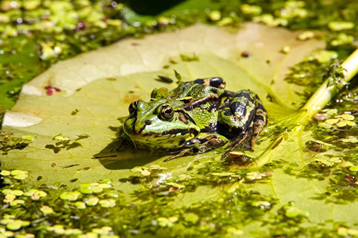 Teichfrosch