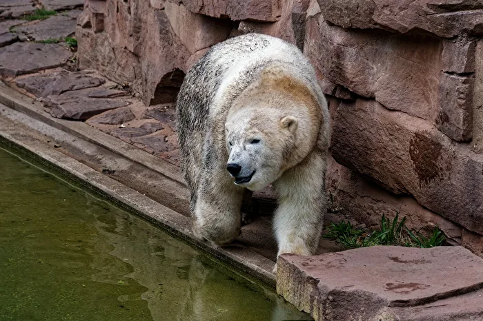 Eisbär