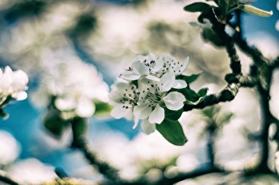 Birnenblüte