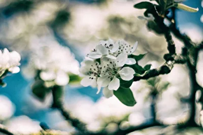 Birnenblüte