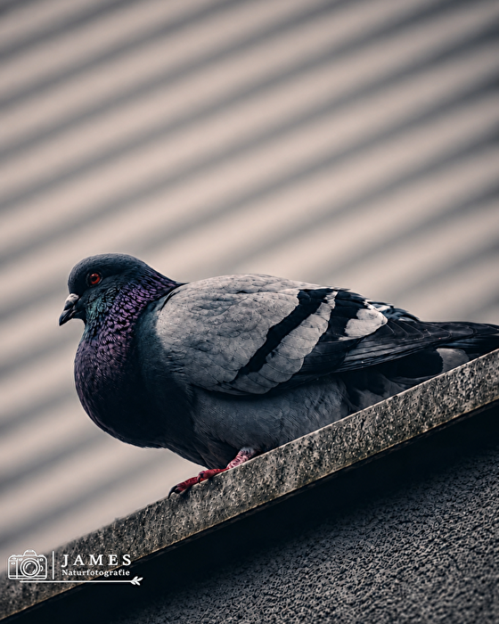Der stille Wächter der Dächer